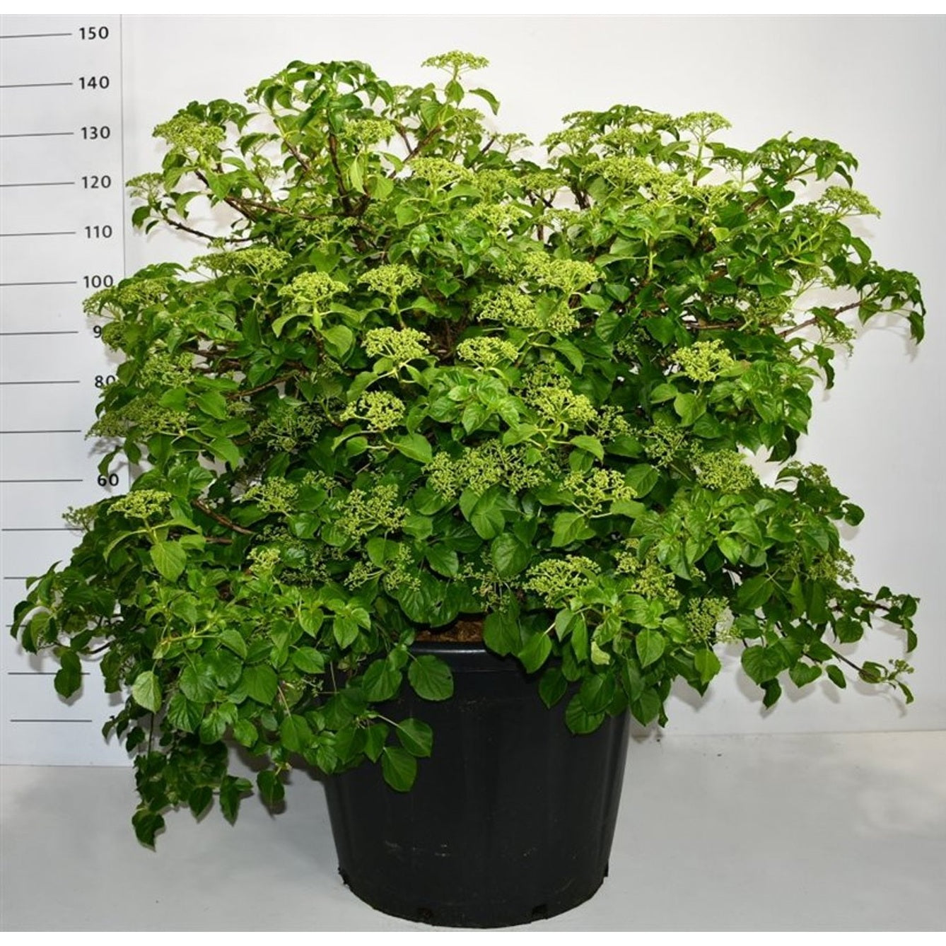 Klätterhortensia – Hydrangea petiolaris - C130 90-100 cm. Sol